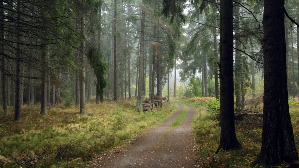 I Sverige har vi mer än hundra års tradition av hållbart skogsbruk. Vårt skogsbruk är både miljö- och klimatsmart och hjälper därmed vår planet i omställningen till ett fossilfritt samhälle, skriver landsbygdsminister Jennie Nilsson (S) med flera.