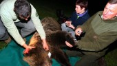 Protester sedan björn dödats i Frankrike