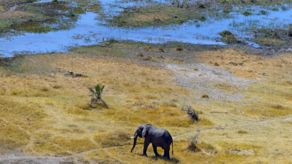 Botswana har världens största elefantpopulation. Här ett exemplar i delta Okavango, där nu hundratals elefanter påträffats döda. Arkivbild.
