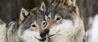 Sörmland säger nej till import av finsk och rysk varg – trots risk för inavel