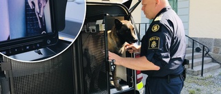 Så blir polisens nya hundbilar – ris och ros av hund och förare