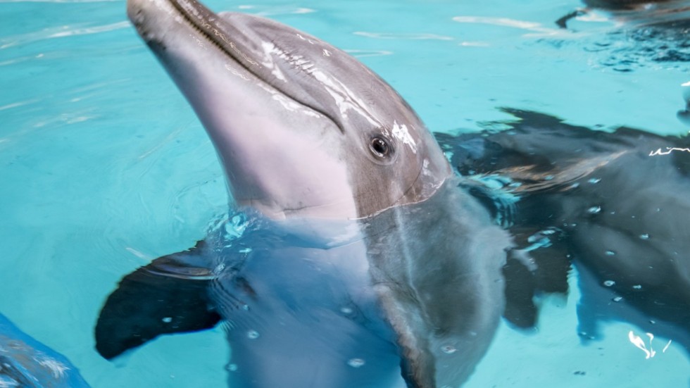 Totalt tolv delfiner finns nu på Kolmårdens djurpark.