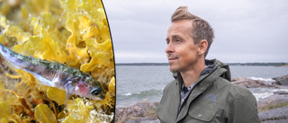 Liten ful fisk hotar Östersjön – Forskaren: "Ett slagfält"