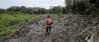 Rekordmånga miljöaktivister mördas