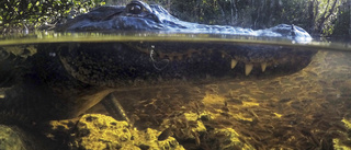 Heliumpratande alligator prisas 