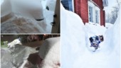 Bildextra: Här är läsarnas snöbilder
