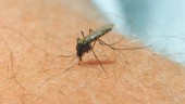 En sommar utan surr – vart tog myggen vägen?
