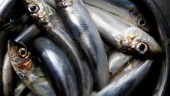 Giftet i fet Östersjöfisk har slutat minska
