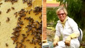Följ med in i bikupan: "Binas värld är ett matriarkat" 
