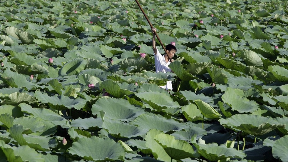 En båt passerar igenom ett hav av lotusblommor på en sjö i centrala Vietnam, i närheten av den plats där lädersköldpaddan hittades. Arkivbild.
