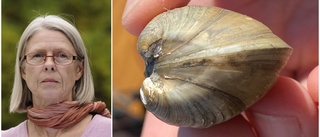 Invasiv mussla hittad i Östhammar – sprids snabbt