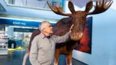 Träkonstnären Gunnar Hansson, 83, aktuell med ny utställning: "Den där lilla räven, den släpper jag inte"