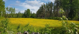 Läsarbilden: Smörblommor i Norrfjärden