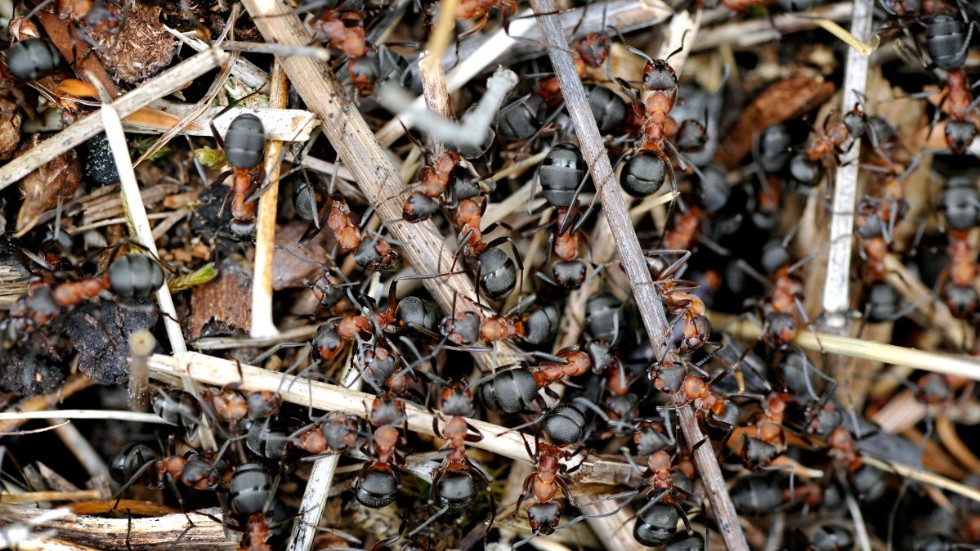 Franska forskare har lyckats träna myror i labbmiljö att känna igen lukten av cancerceller. Myrorna på bilden är inte de som ingick i studien. Arkivbild.
