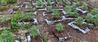 Cannabisodling hittades i skogen