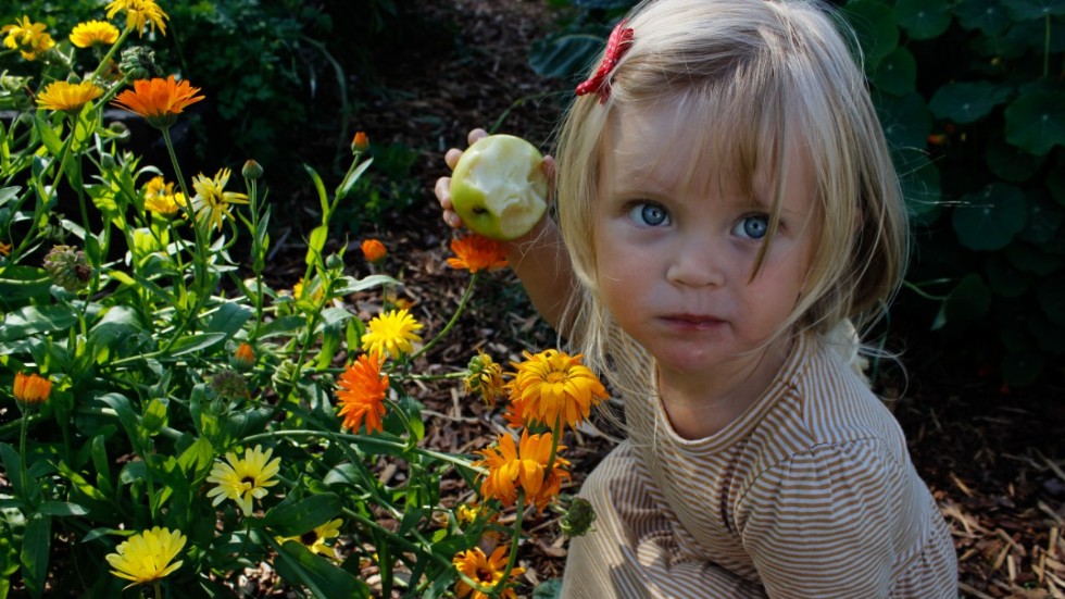 Lilly, två och ett halvt år, visar sin favoritblomma ringblomma, i mamma Lisa Peterssons trädgård.