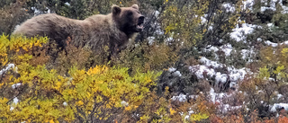 Räddad efter en veckas kamp mot grizzly