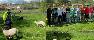 Säkert vårtecken: Får och barn med spring i benen