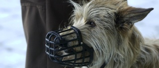 "Tänderna nådde bäckenbenet" – Krav på munkorg för hund i Valsätra