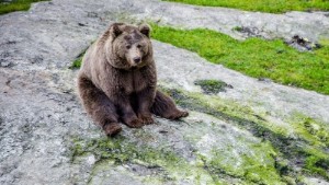Så här stor är björnstammen i Norrbotten: "Vi ligger i överkant"