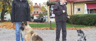 Jubileum för sociala hundpromenader – har delat glädje och sorg i 15 år: "Bästa vi gjort att gå med här"