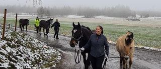 Hästar på rymmen från ridskola