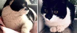 Katten Ponken hittad – varit försvunnen i nästan sju år: ”Som att ha vunnit första priset på Lotto”