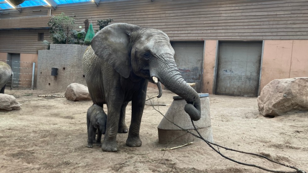 Den lilla elefantkalven, här med sin mamma, som kämpat för sitt liv på Borås djurpark dog på torsdagskvällen.