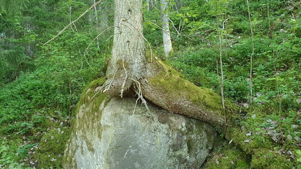 På sin promenad hittade Daniel Söderqvist ett träd som kramar runt en sten, som för att hålla sig fast. Skogssällskapets kampanj att leta efter knasiga träd pågår till den 31 augusti.