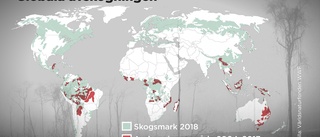 Länder lovar att rädda skogen