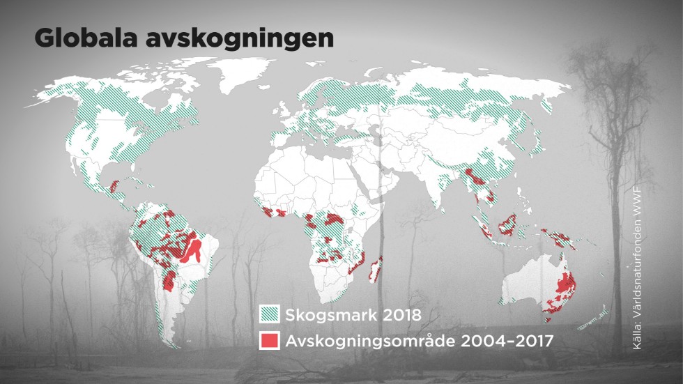 Över 100 länder lovar att stoppa avskogningen i världen innan 2030.