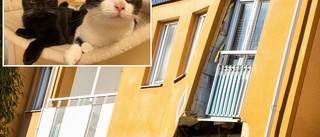 Katter kvar i lägenheterna – boende får inte komma in