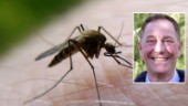 Experten varnar för myggexplosion efter hällregnet: "Fullkomligt enorma mängder"
