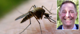 Experten varnar för myggexplosion efter hällregnet: "Fullkomligt enorma mängder"