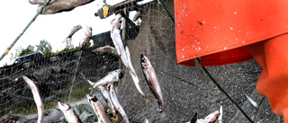 Strömmingsfisket har gått från krisande till katastrofalt – surströmming kan bli bristvara