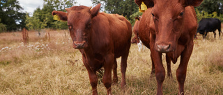 Man erkänner djurplågeri • Ska ha låtit kor gå runt med skador och sjukdomar
