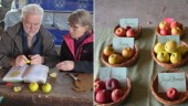Äppelfest i Stallarholmen hade något för alla smaker – sortbestämning, klimatsamtal och äppelutställning