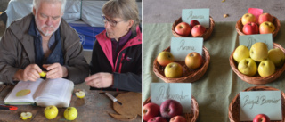 Äppelfest i Stallarholmen hade något för alla smaker – sortbestämning, klimatsamtal och äppelutställning