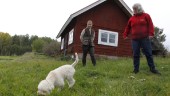Tio hundar fick intensivkurs i tryffelsök – arrangören vill se tryffeltävlingar i Sverige