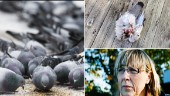 Smittsamt fågelvirus konstaterat på Gotland • Kan spridas till tamfåglar • Oklar koppling till senaste tidens fågeldöd