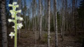 Skogsägare i Kåge får inte avverka träd – efter fynd av ovanlig orkidé • Hotas om jätteböter