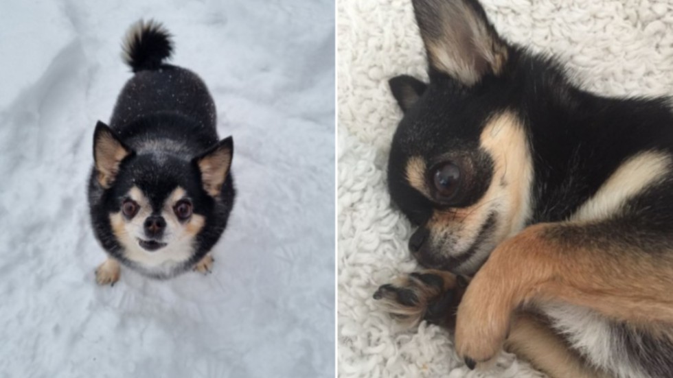 Chihuahuan Dessi blev tagen av en räv under natten till tisdagen. "Min mamma är jätteförkrossad", säger Frida Rauch.