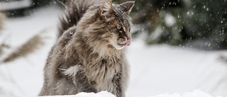 Katt skulle omhändertas i Enköping – försvann i vinterkylan