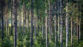 Politiker, lär av historien – centralstyrning av skogsnäringen är en dålig idé