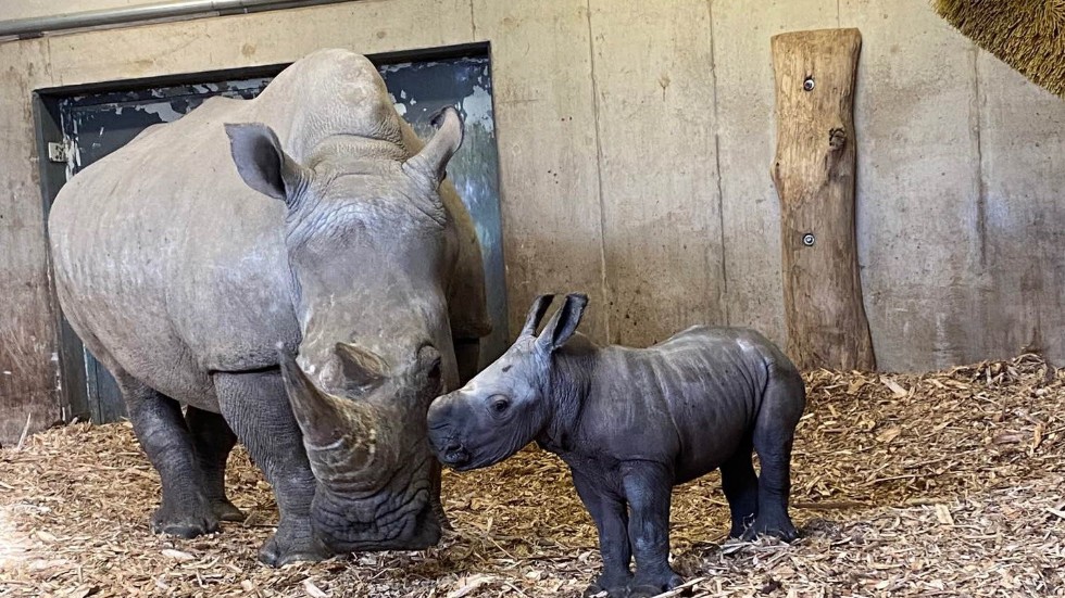 En noshöringskalv har fötts i Borås djurpark. Ungen föddes 2 den november och mamman heter Mashiki Shiki.