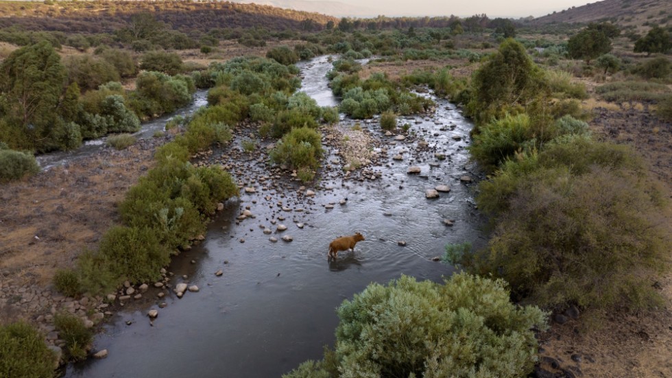 En ko korsar Jordanfloden i närheten av en bosättning i norra Israel, norr om Gennesaretsjön, i juli i år. Arkivbild.
