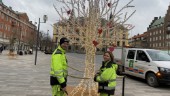 Nytt lysande träd ska sprida kärlek på torget – som ett test