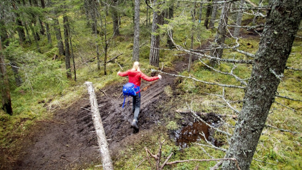 "Nu är det hög tid för Västerbottens markägare att tänka igenom vad som ska uppnås med den skog man äger. Det kan givetvis vara hög virkesproduktion, men det kan likväl vara jakt, biologisk mångfald eller naturturism"