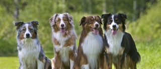 Antalet hundar minskar från toppnoteringen under pandemin – labradoren fortsatt i topp