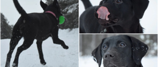 Här är Sveriges populäraste hundras med aptit på livet – och mat